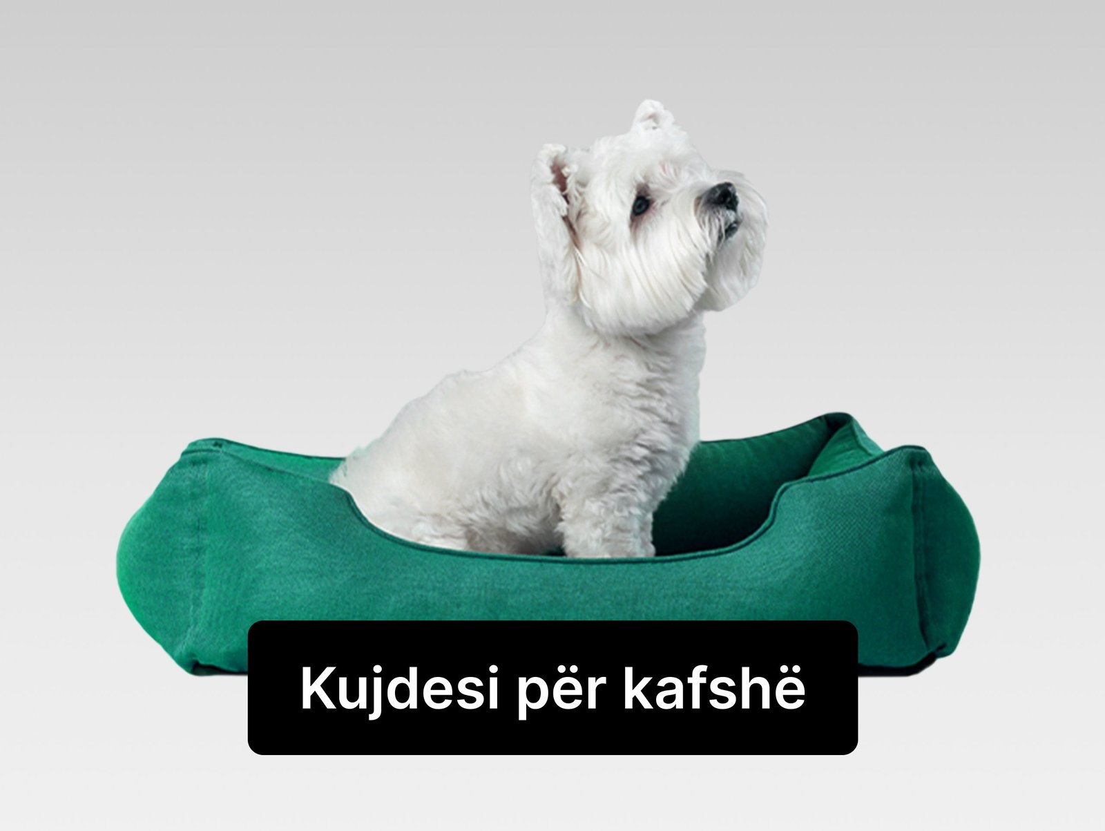 kujdesi per kafshe111